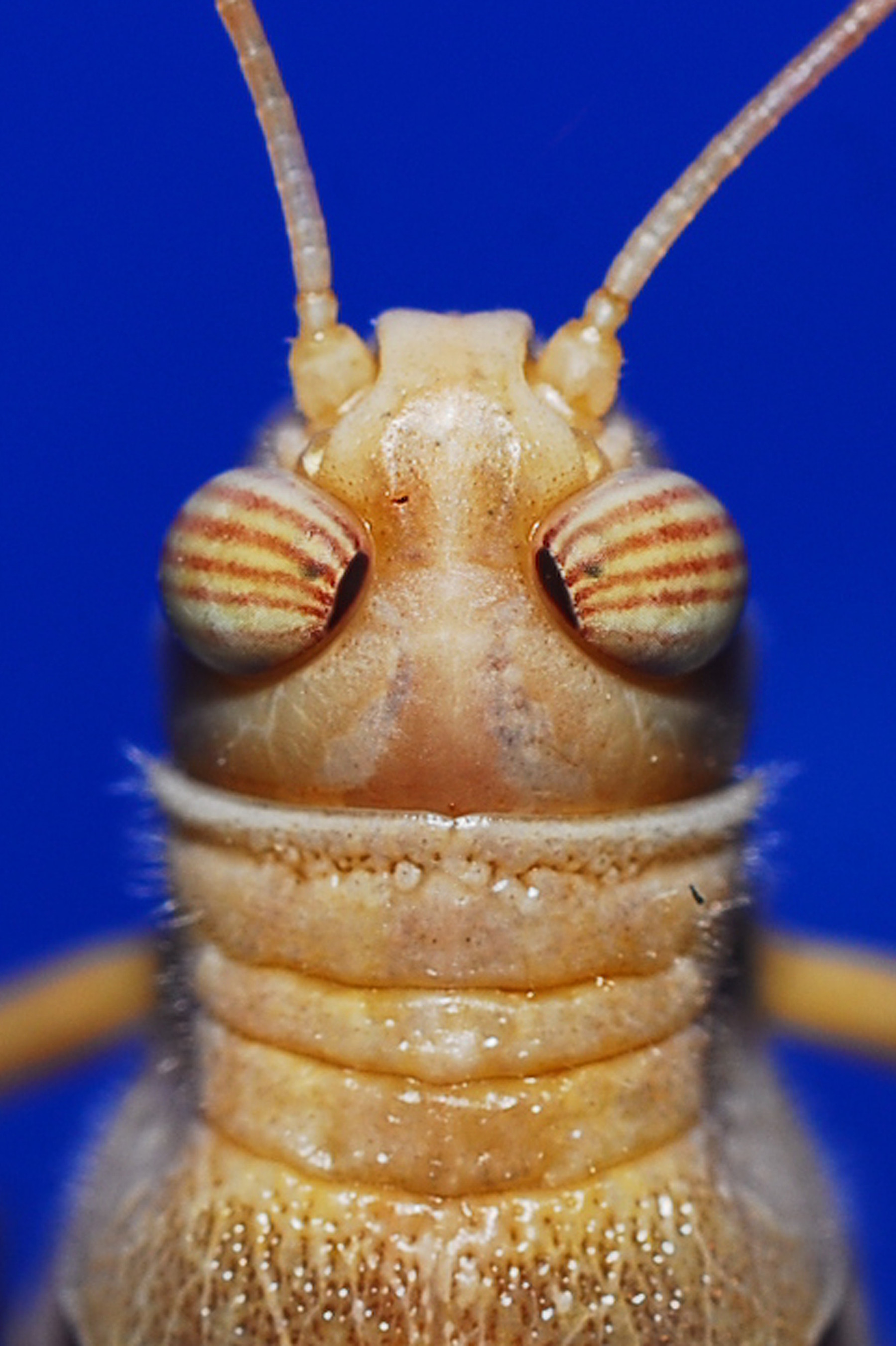 Desert locust, Schistocerca gregaria