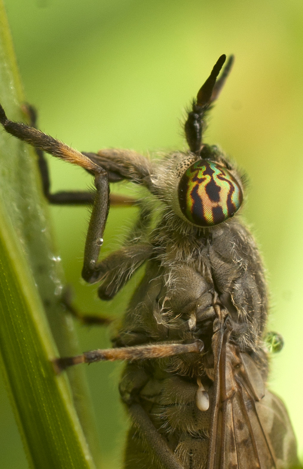 Horsefly, Haematopota sp.
