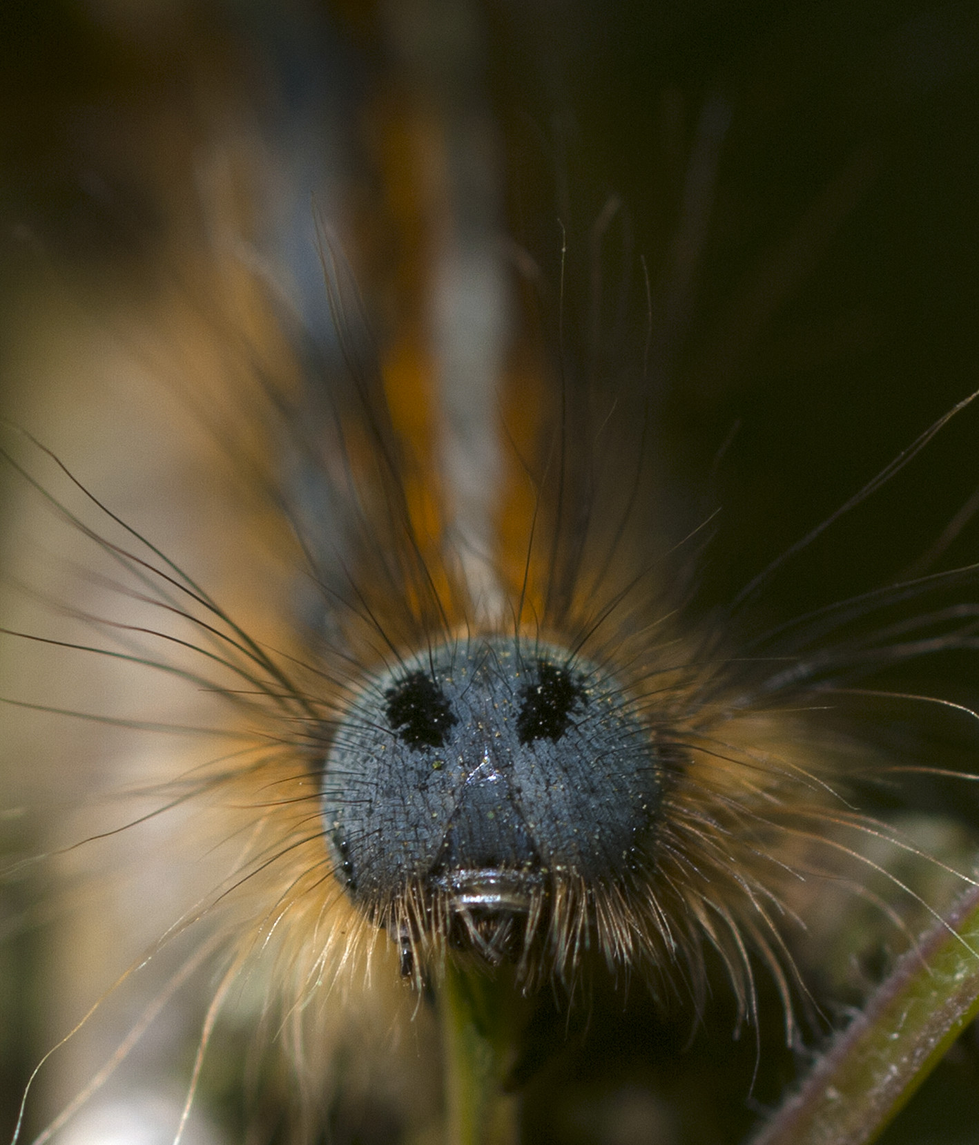 Tent caterpillar, Malacosoma sp.